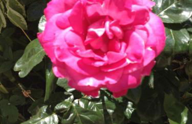 Le Jardin croix Roussien - Foto 34