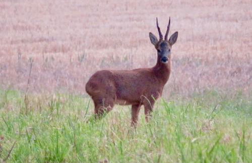 Deer View Cabin - Woodland, beaches and Hot tub - Foto 24