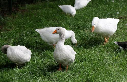 Ferienwohnungen Lindleshof - Foto 67