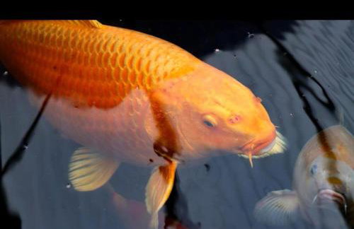 Hottub-nature-familyfriendly-wifi-parking - Foto 13