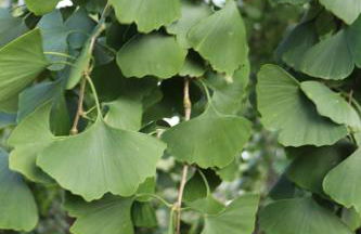 Maison Parc - Foto 18