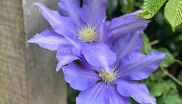 Garden Cottage - Foto 4