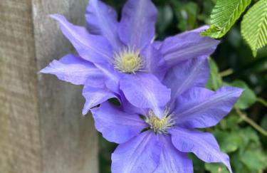 Garden Cottage - Foto 4