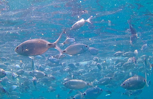 Scugnizza Napoli - Foto 33