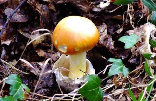 Casa de Verdes - In Cabana de Bergantinos - Foto 134