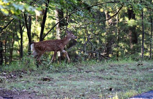 The Outlook - Pet Friendly, Grill, Wifi, View, Fire Pit, Deck, Family Friendly, Foosball, Game Room, King Bed, Fireplace - Photo 79