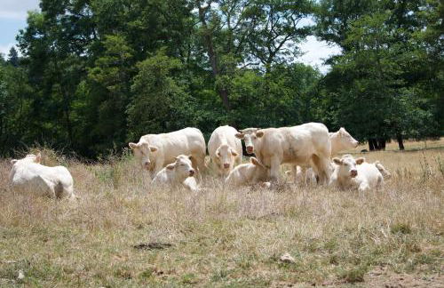 Maison Moulin Bousset - Foto 41