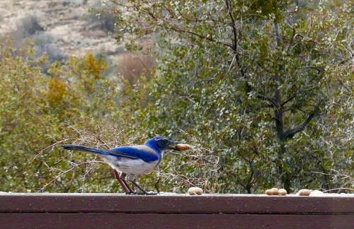 Shirley Creek Retreat: a Mountain Oasis - Foto 28