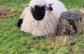 Cater Tober Haven - Photo 26