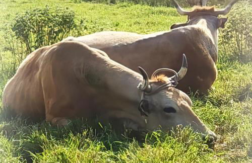 AMORES DE ASTURIAS - Foto 43