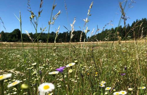 PAPIERÓWKA - Foto 2