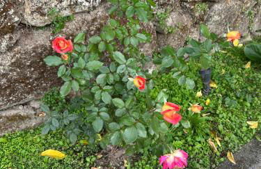 Casa Do Refugio Guest House - Foto 61