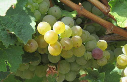 Ferienhaus Berkele für 8 bis 12 Personen - Foto 34