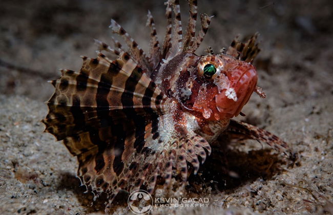 BADLADZ Staycation Condos - Foto 61