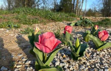 Bourbon Barrel Cottages #1 of 5 on Kentucky trail - Foto 13