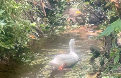 Casa da nascente douro - Foto 54