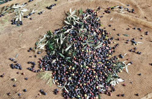 Agriturismo Torre Cristina - Foto 52