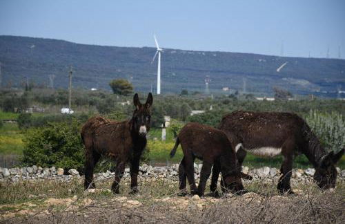 Masseria Medico di Maglie - Foto 28