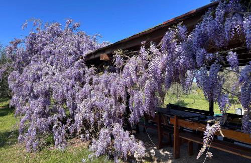 Casa RiVa - Among olive trees and the Tuscan coast - Foto 23