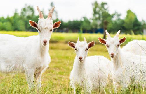 Arche Siedlisko Rogacze 65 - Foto 30