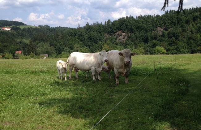 Holiday Apartment Siegmann - Foto 17