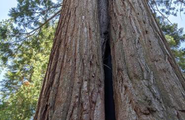 Peaceful Pines Place, a cozy mountain hideaway wAC - Foto 79