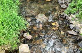 Die Waldstube - Foto 28