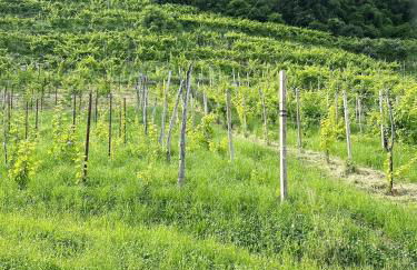 PARISI - Valdobbiadene - Foto 75