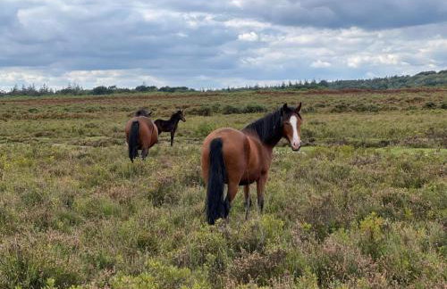 Vivian Lodge 2 Bedroom New Forest Holiday Home Hoburne Bashley - Foto 38