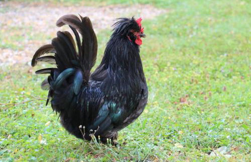 Wohnung für 12 Personen mit 6 Bädern - Photo 15