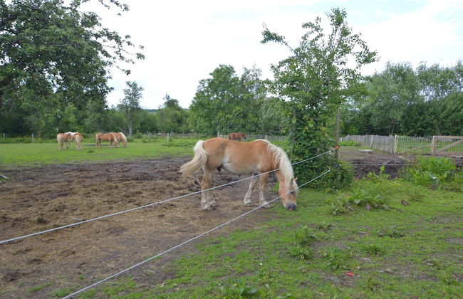 Cottage in Paliseul With Garden - Photo 19