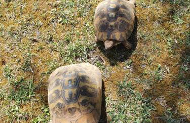 Apartments Sasha - Foto 70