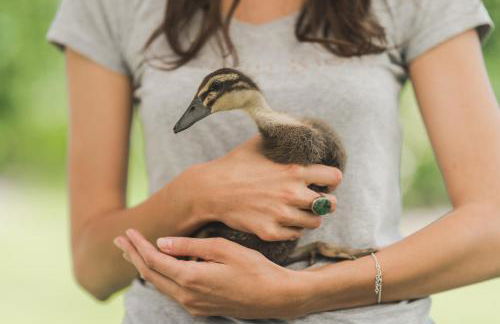 Untermairhof - Foto 33