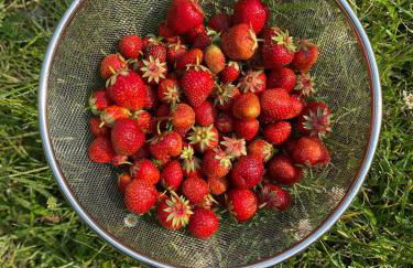 Pfarrhaus Tollensesee - Foto 75