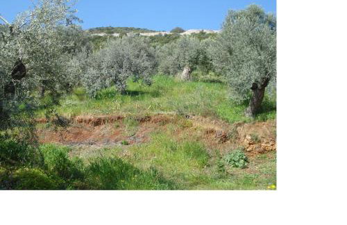 Athina EcoFarm - Foto 30