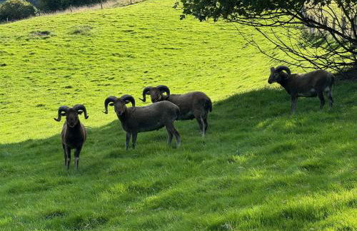 Jerards Stables - Foto 39