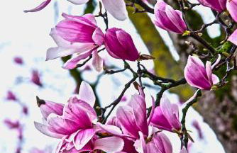 Villa Magnolia - Foto 31