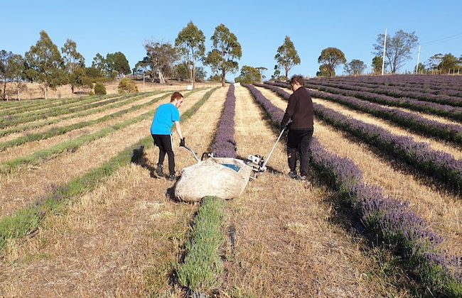 Charles Reuben Estate - Foto 28