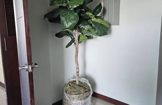 "golden Triangle" Kingston Jamaica, West Indies - Foto 63