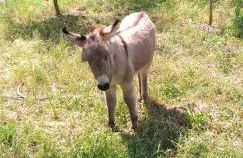 Agriturismo Funtan'Arva - Foto 63