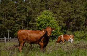 Zen Sasino - Foto 47