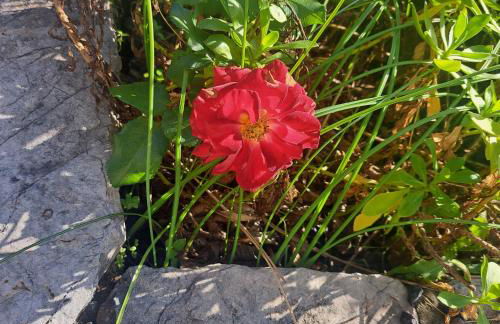 Kerasia Villas - 4 apartments & cottage - Photo 30