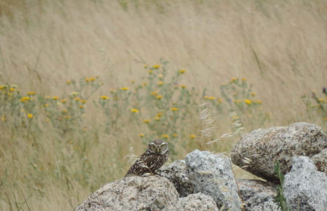 Observation d'oiseaux en Estrémadure - Photo 9