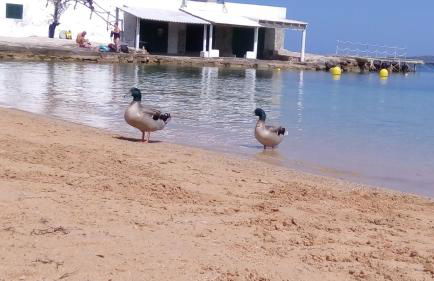 Villa Launa en Port d' Addaia - Foto 37