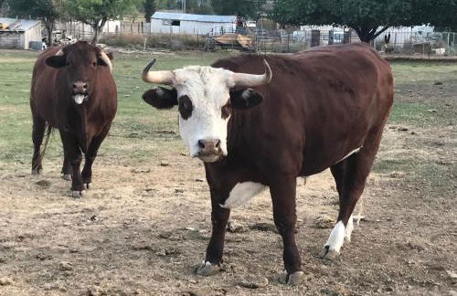 Dora's Country Cottage - Foto 14