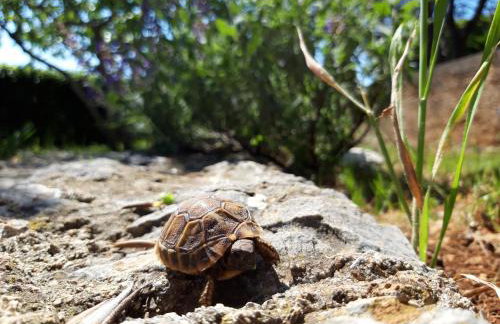 Apartman dida Jakov - Foto 30