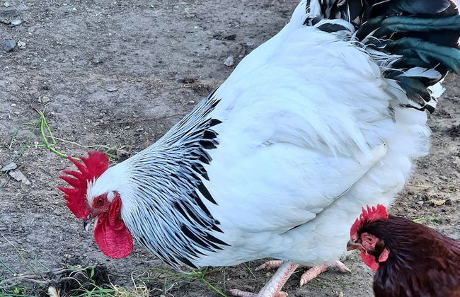 Halls Haven Holiday Units - Foto 29