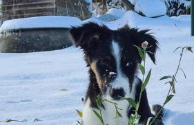 Wolfsgrund 14 - Foto 25