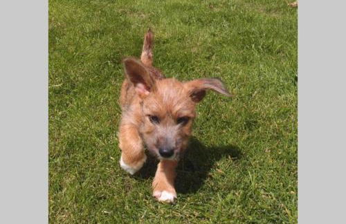 Upper Heath Farm - Stable Cottage Ludlow - Foto 27
