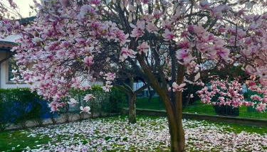 Serenity Garden - Foto 4, Garden, Garden view